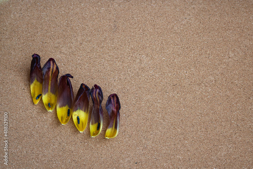 Beautiful tulips on a brown background. Tulip buds and petals in spring.


