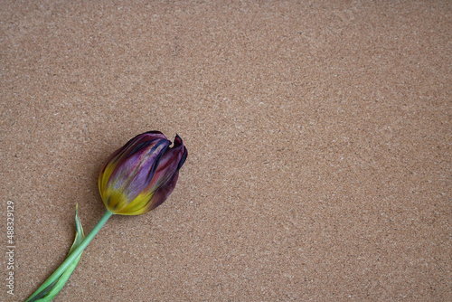 Beautiful tulips on a brown background. Tulip buds and petals in spring.


