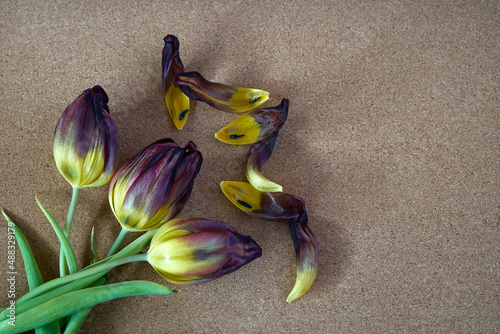Beautiful tulips on a brown background. Tulip buds and petals in spring.


