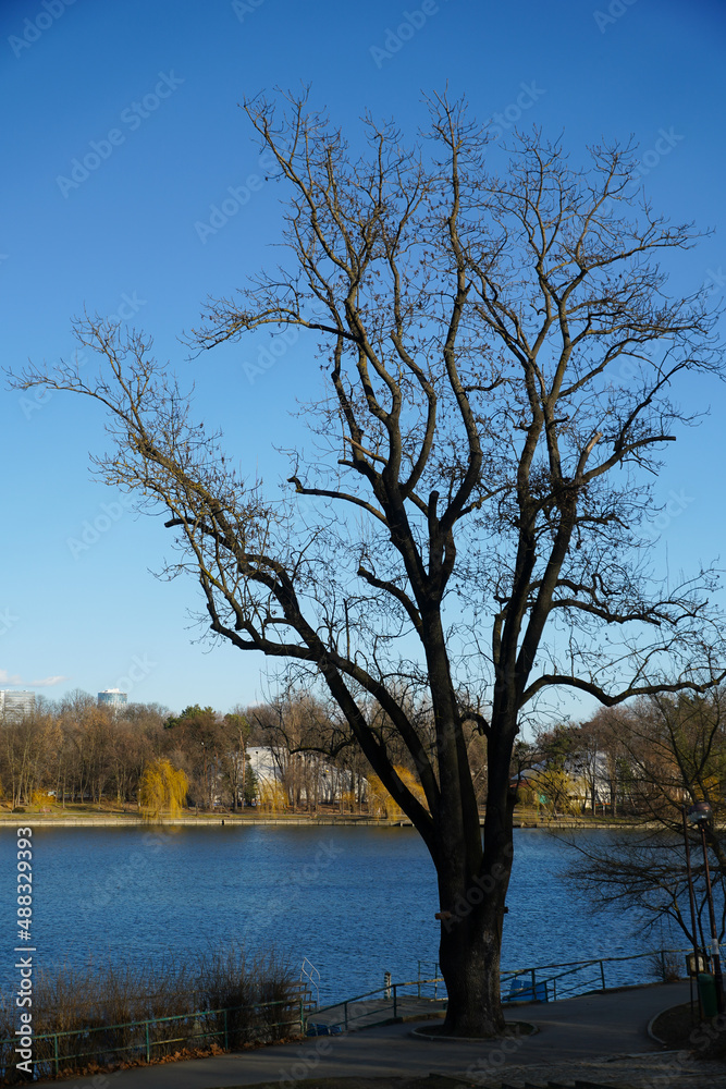 leafless tree in a park in Bucharest in the cold season. photo during the day. leafless tree in a park in Bucharest in the cold season. photo during the day.