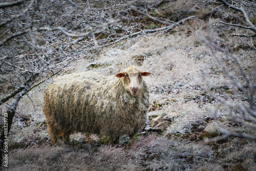  Sheep in mountains (lat. Ovis aries)
