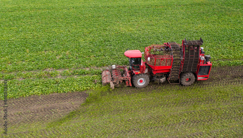 Combine harvester harvests sugar beet on the field. Aerial view Combine harvester harvests sugar beet on the field. Aerial view