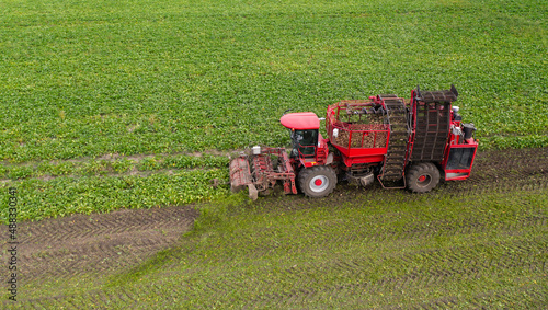 Combine harvester harvests sugar beet on the field. Aerial view 