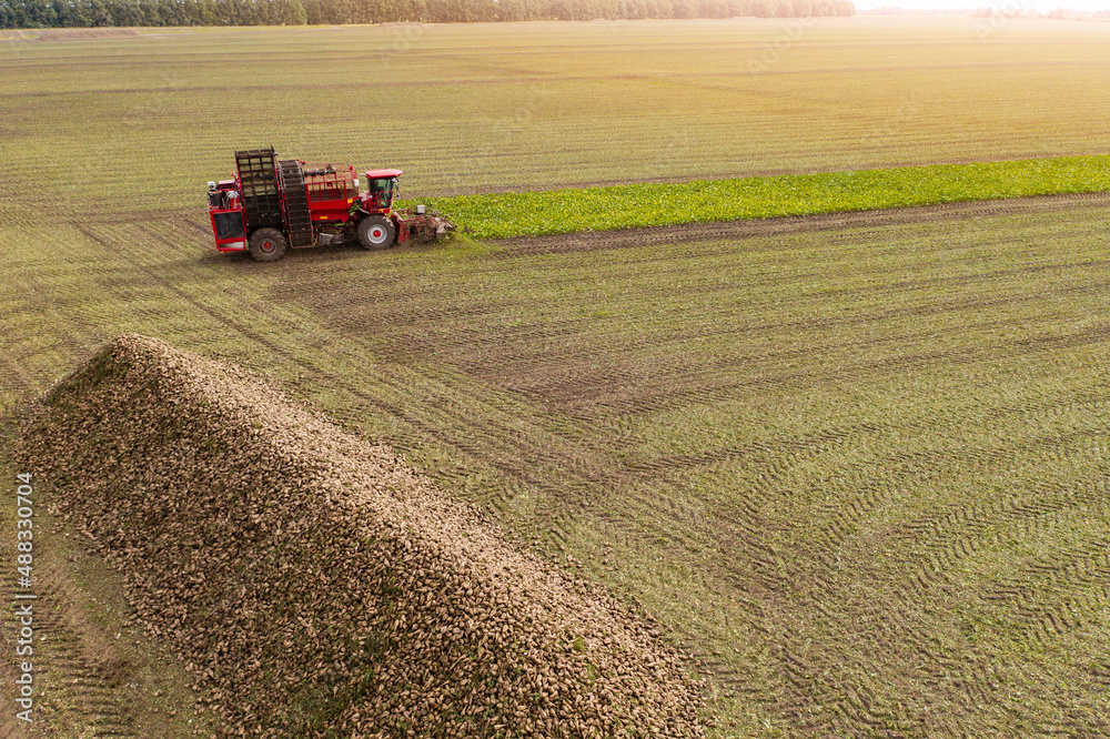Fototapeta premium Combine harvester harvests sugar beet on the field. Aerial view 