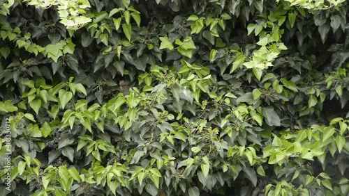 Close up of Starling birds in bush eating berries. Close Bird watching.