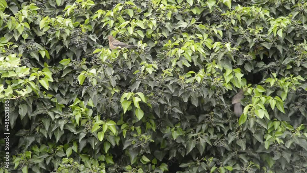 Close up of Starling birds in bush eating berries. Close Bird watching. Close up of Starling birds in bush eating berries. Close Bird watching.