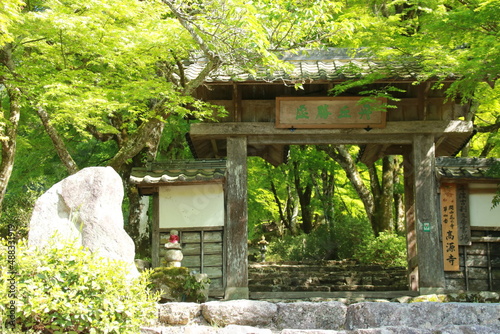 日本の春の美しい風景　高源寺の惣門と新緑の楓(兵庫県丹波市)