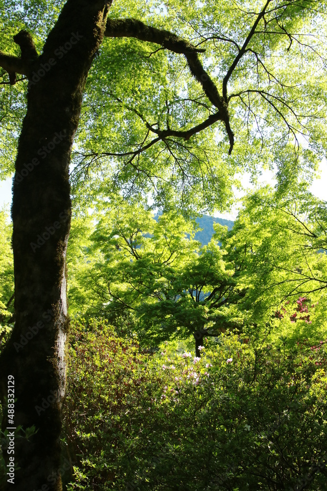 Obraz premium 日本の春の美しい風景 高源寺の新緑の楓(兵庫県丹波市)