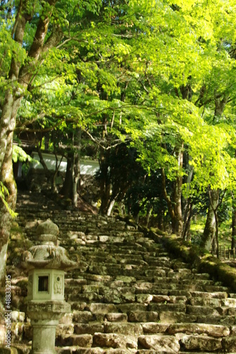 日本の春の美しい風景 高源寺の新緑の楓(兵庫県丹波市)