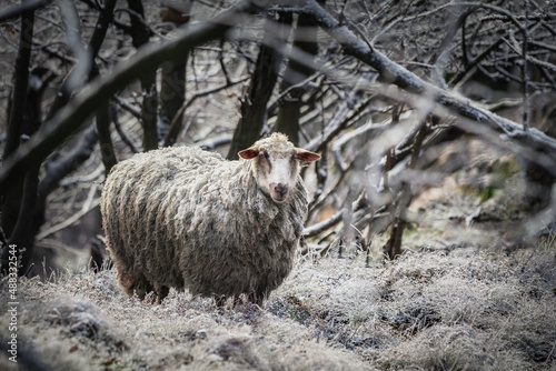 Sheep in mountains (lat. Ovis aries)