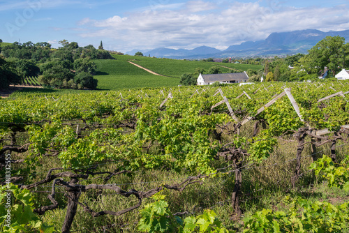 Obraz na płótnie Vineyard w salonie
