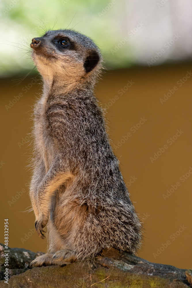 Meerkats in captivity at the zoo Meerkats in captivity at the zoo