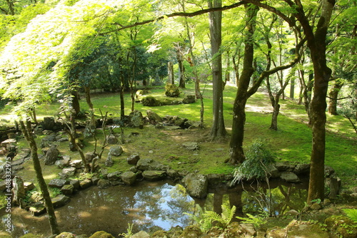 日本の春の美しい風景 高源寺の新緑の楓(兵庫県丹波市)