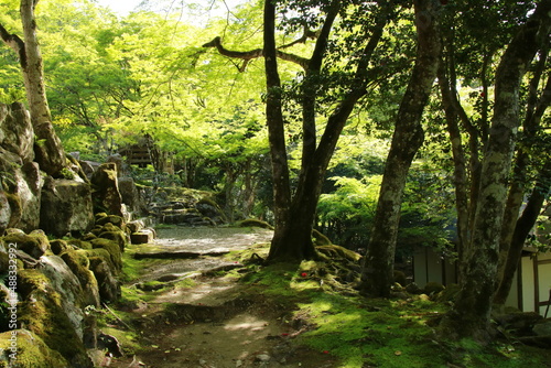 日本の春の美しい風景　高源寺の新緑の楓(兵庫県丹波市) © Hiro