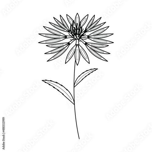 Abstract Hand Drawn Flower Plant Cornflower Botanic Floral Nature Bloom Doodle Concept Vector Design Outline Style On White Background Isolated