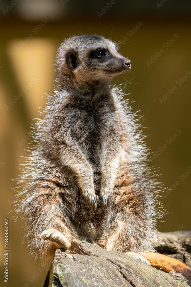 Fototapeta premium Meerkats in captivity at the zoo