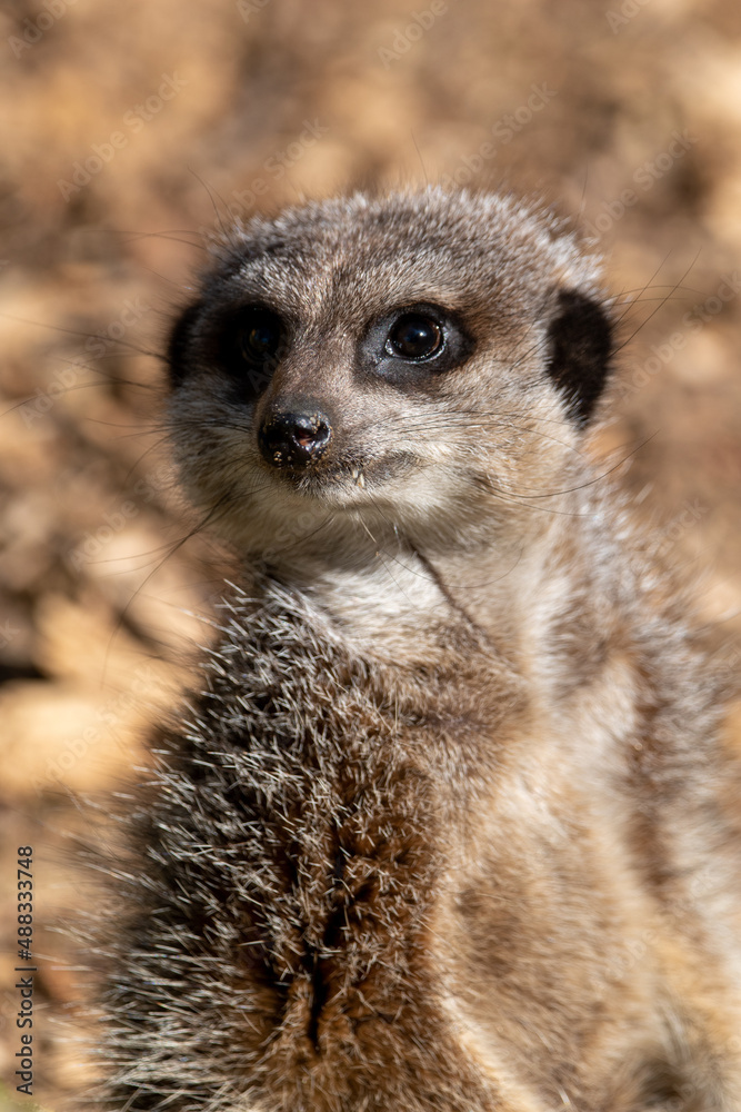 Meerkats in captivity at the zoo Meerkats in captivity at the zoo