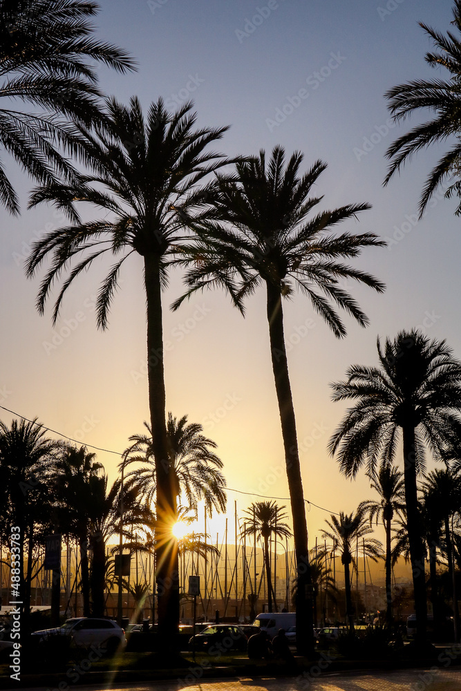 Palmen im Sonnenuntergang am Hafen von Palma de Mallorca 