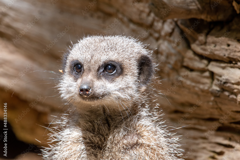 Fototapeta premium Meerkats in captivity at the zoo