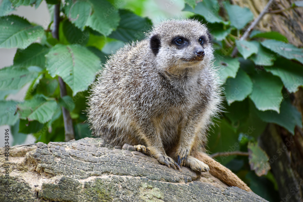 Fototapeta premium Meerkats in captivity at the zoo