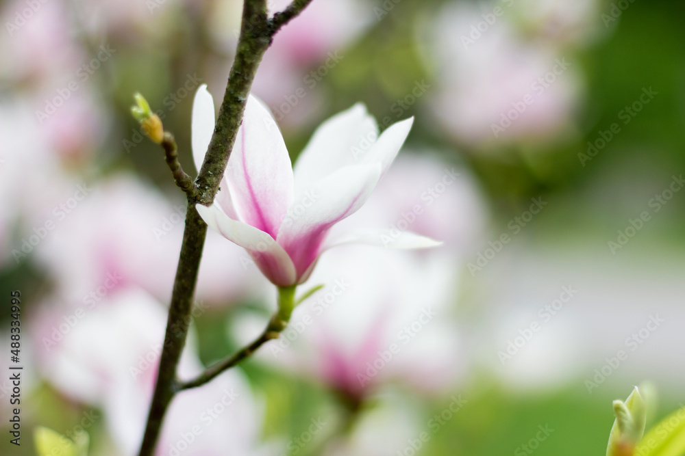 Obraz premium Pink blooming magnolia flowers on a bright sunny day. Close-up.