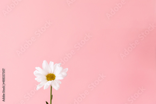 One flower of chamomile on pink background. Copy space. The concept of fortune telling