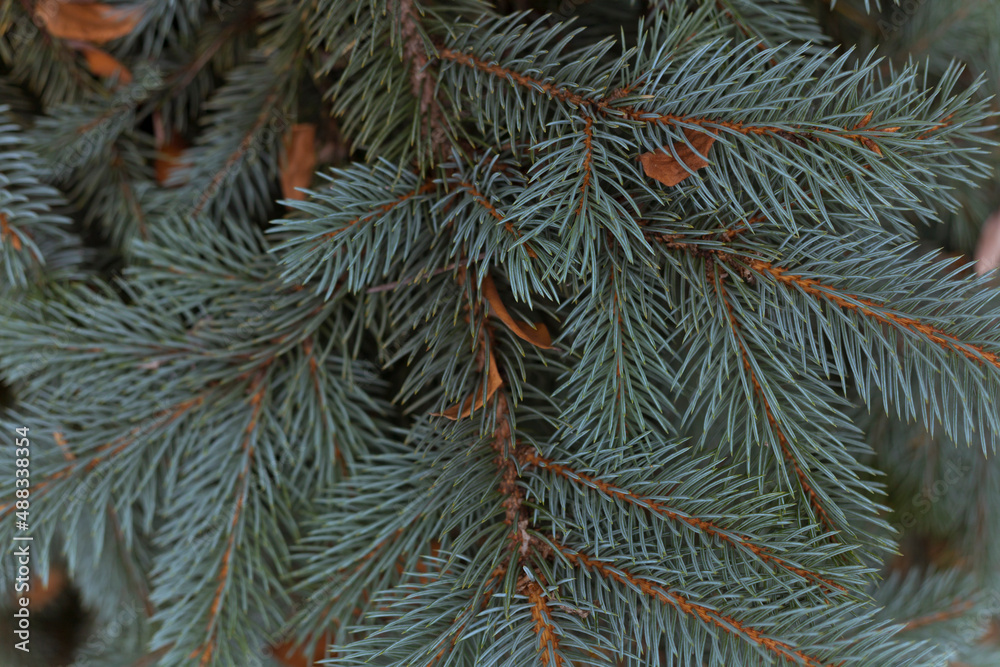 Fir branches background. Natural natural background for your works. 
