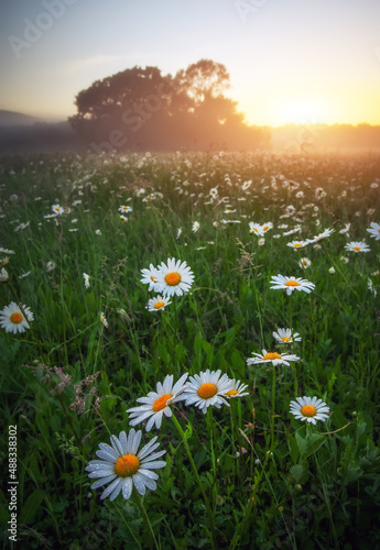 Majestic daisy field and beautiful summer sunset.