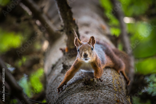 Red squirrel on tree (lat. Sciurus vulgaris)