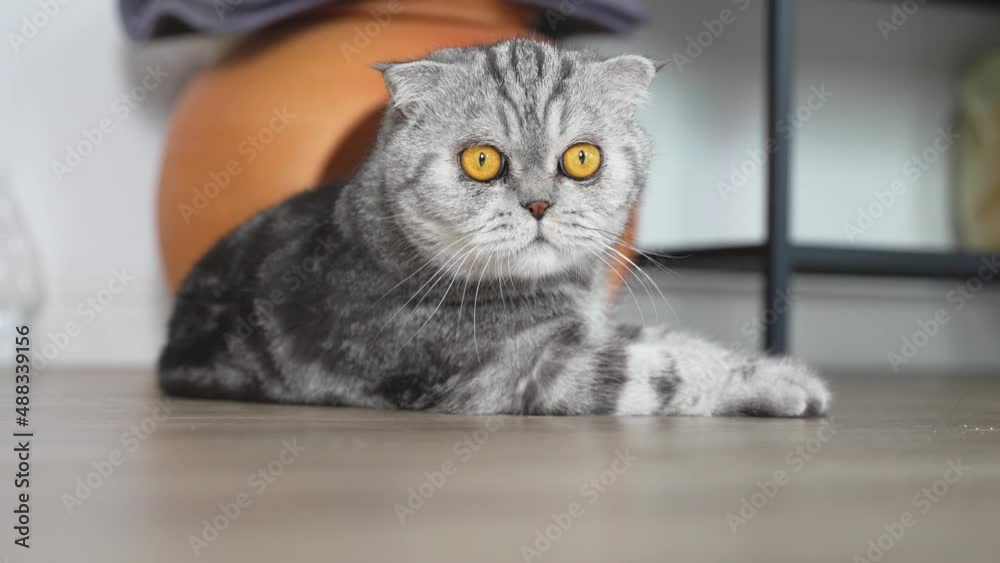 Adorable and playful Scottish fold cat lying on floor in home. Adorable and playful Scottish fold cat lying on floor in home.