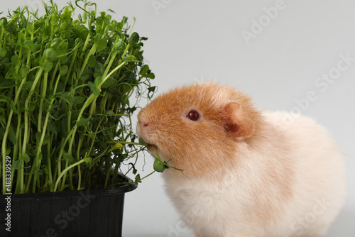 Funny Guinea pig with micro...