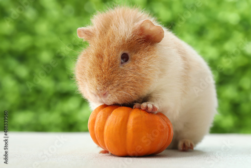 Funny Guinea pig with pumpk...
