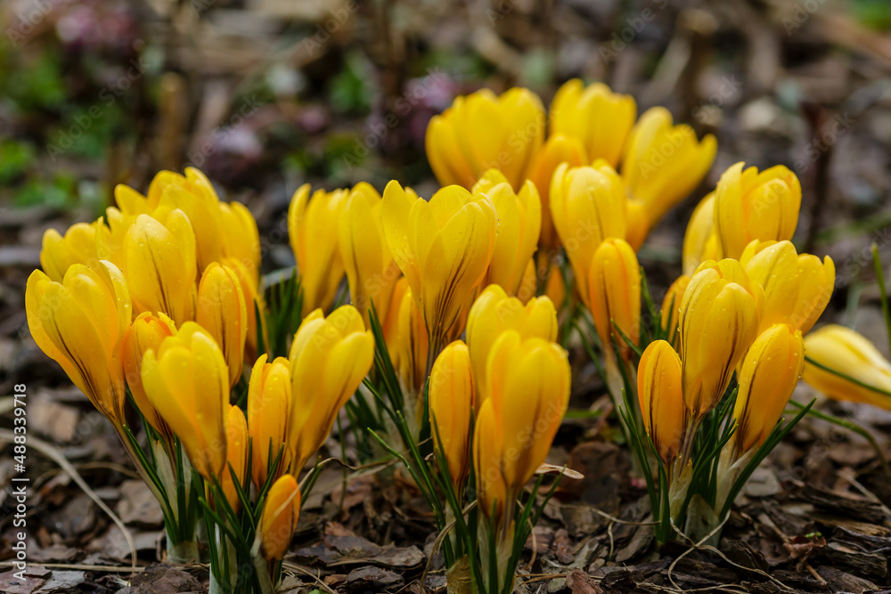 A group of yellow crocuses in the spring garden A group of yellow crocuses in the spring garden