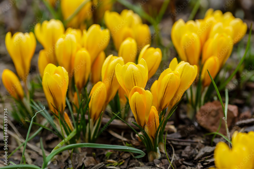 A group of yellow crocuses in spring garden A group of yellow crocuses in spring garden