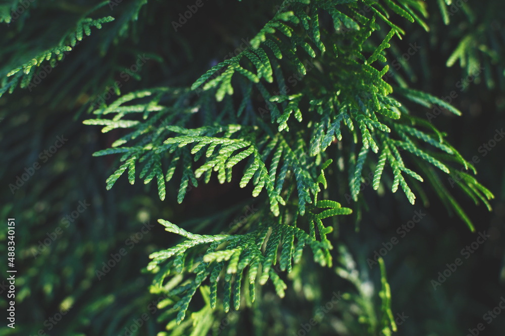 a thuja close up. the thuja branch background