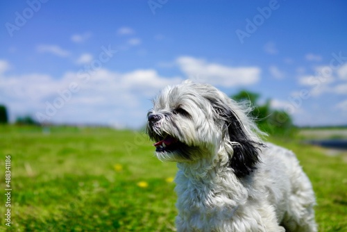 Fotografie 晴れの中空を見上げる可愛い犬