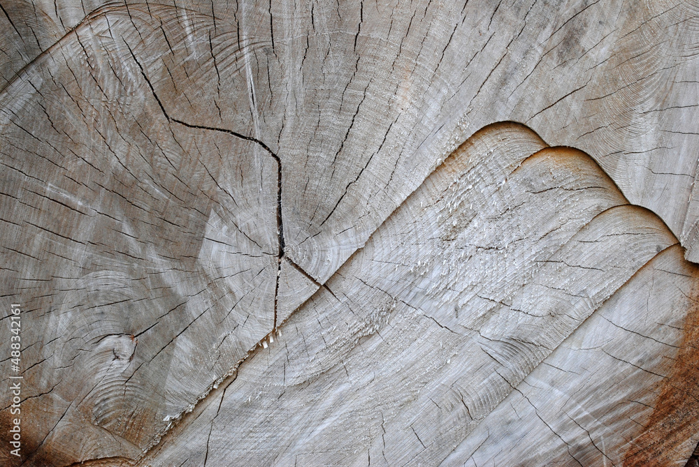 Fototapeta premium Rough Surface of Sawn Tree Trunk in Close Up 