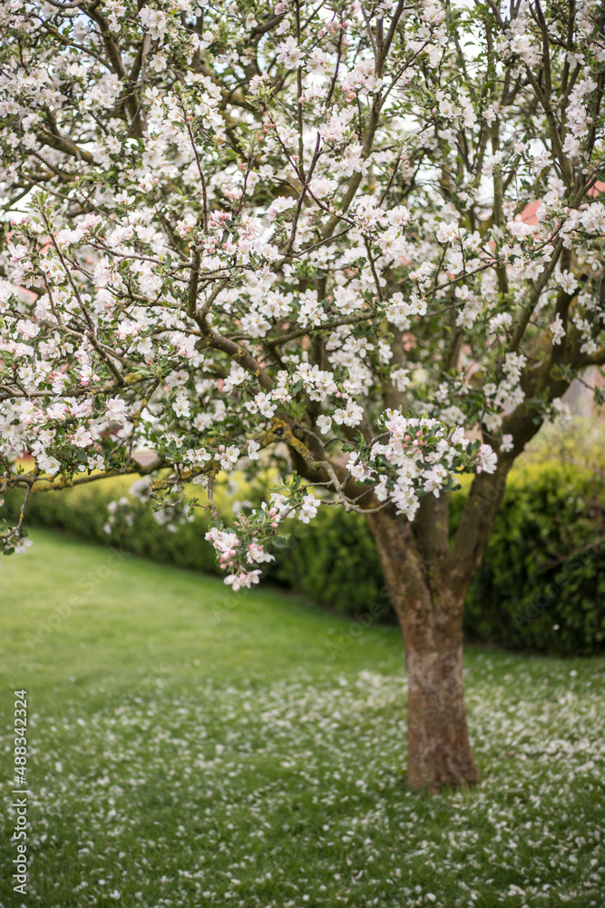 White pink flowering apple tree with delicate branches in spring. Spring bloom.