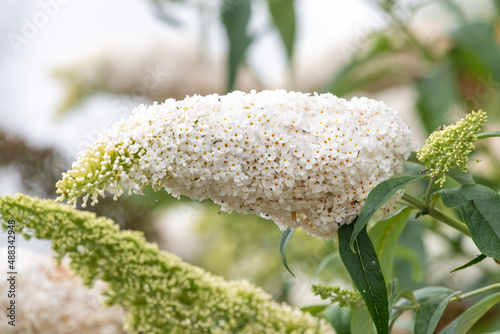 Foto lose up of a flower on a butterfly bush (buddleja davidii)