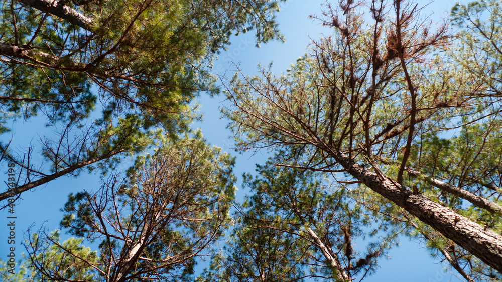 Treetops Arkansas Pine trees looking up to the sky Treetops Arkansas Pine trees looking up to the sky