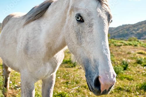 Closeup portrait of beautiful white horse with blue eye. White mare grazing grass in a pasture.