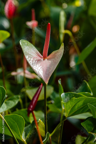 Anthurium or flamingo flowers are blooming in garden. Anthurium is a red heart-shaped flower.