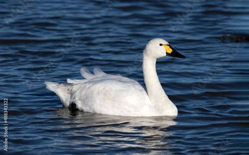 Fototapeta Naklejka Na Ścianę i Meble -  Bewick swan on the water