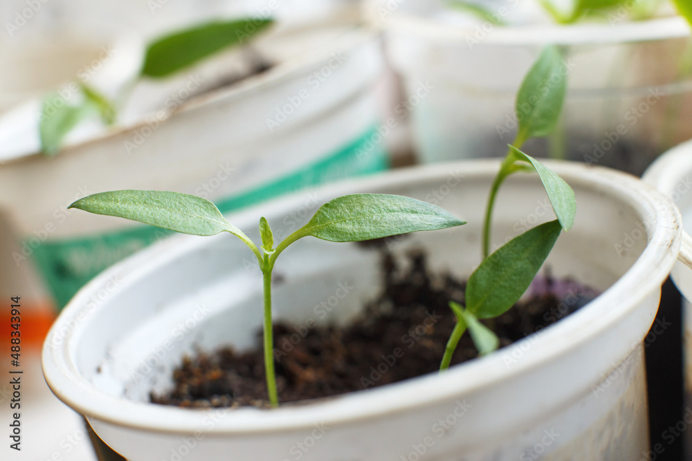 tomato seedlings growing on windowsill of the house tomato seedlings growing on windowsill of the house