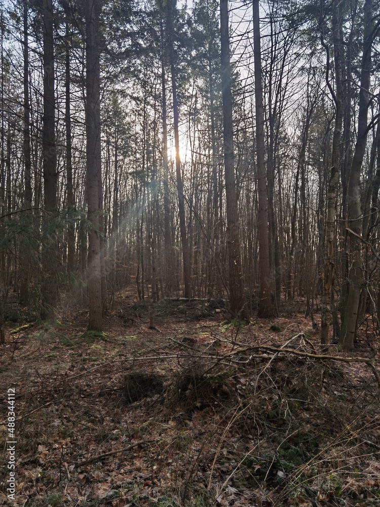 Obraz premium path in the forest