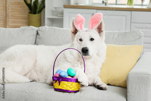 Funny white dog with bunny ears and Easter eggs in basket lying on sofa at home