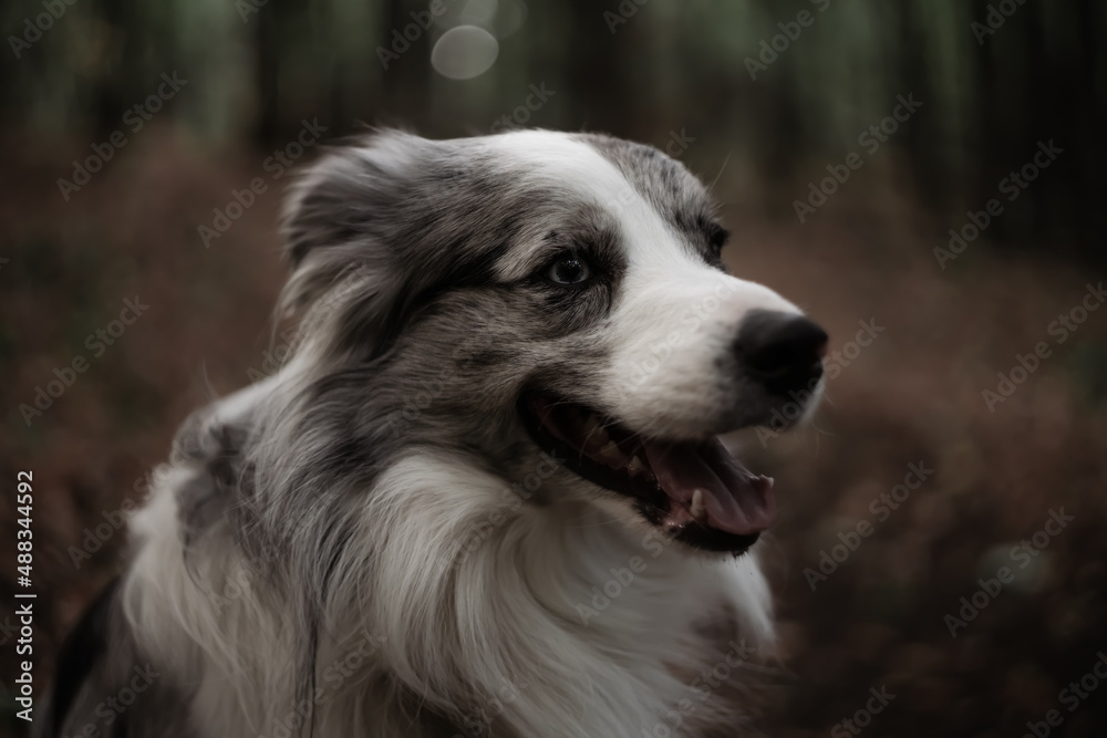 Border collie dog on a walk.