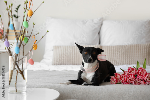 Cute dog with tulips lying on bed at home. Easter holiday