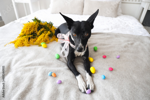 Cute dog with Easter eggs and mimosa flowers lying on bed photo