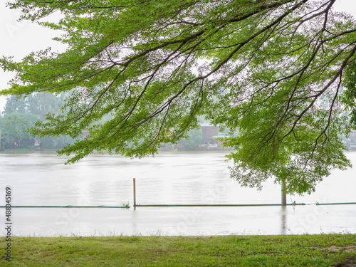 Big green tree on the riverside.